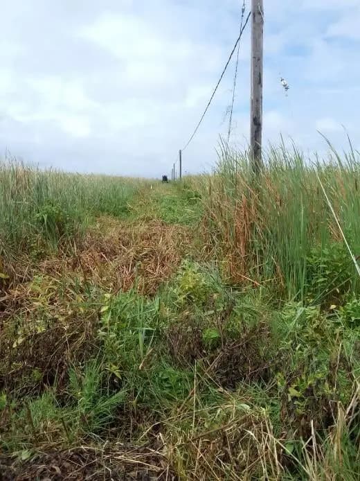 Road verge before clearing works